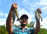 Ekspor Udang Kaltim Tembus 8 Negara, Volume Capai 1.385 Ton