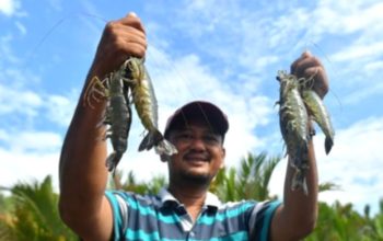 Ekspor Udang Kaltim Tembus 8 Negara, Volume Capai 1.385 Ton