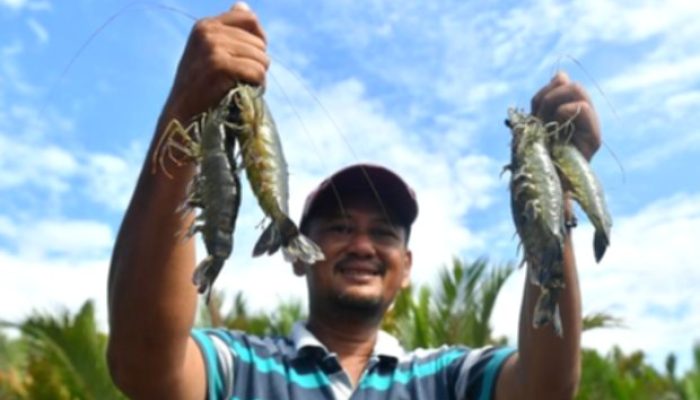 Ekspor Udang Kaltim Tembus 8 Negara, Volume Capai 1.385 Ton