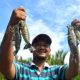 Pekerja sektor perikanan sedang memproses udang hasil budidaya untuk kebutuhan ekspor di Kalimantan Timur.