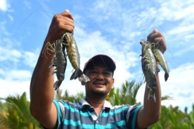 Pekerja sektor perikanan sedang memproses udang hasil budidaya untuk kebutuhan ekspor di Kalimantan Timur.