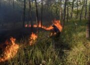 Karhutla di Bangka Tengah Hanguskan 118 Hektare Lahan Sepanjang Tahun 2026