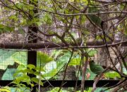 Burung ekek keling sunda dengan bulu hijau cerah hinggap di dahan pohon.