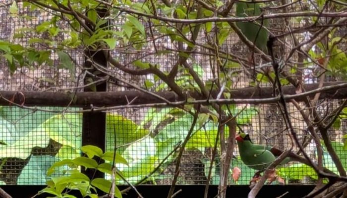Populasi Ekek Keling Sunda Kritis, Tersisa Maksimal 250 Ekor