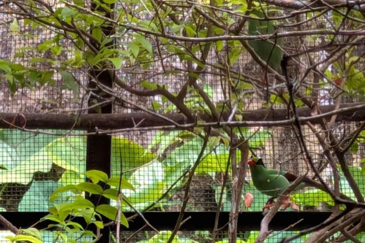Burung ekek keling sunda dengan bulu hijau cerah hinggap di dahan pohon.