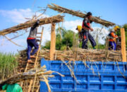 Pemerintah Wajibkan Industri Gula Miliki Kebun Tebu Sendiri