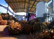El Nino Ancam Produksi Sawit RI, Harga Berpotensi Melonjak Naik