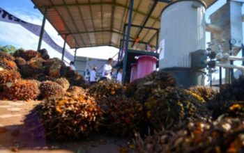 El Nino Ancam Produksi Sawit RI, Harga Berpotensi Melonjak Naik