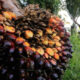 Tumpukan buah kelapa sawit segar siap olah di perkebunan