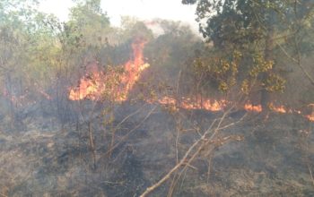 Akses Sulit Hambat Pemadaman Kebakaran di Taman Nasional Way Kambas