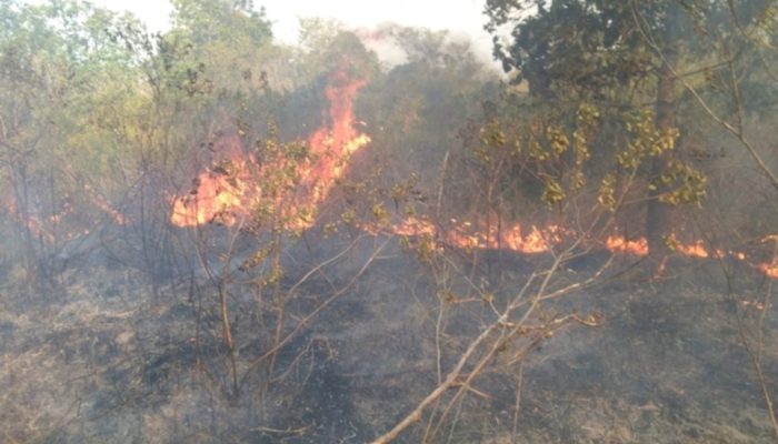 Akses Sulit Hambat Pemadaman Kebakaran di Taman Nasional Way Kambas