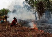 Ilustrasi kebakaran hutan dan lahan di wilayah Kalimantan yang sedang dalam penanganan petugas.