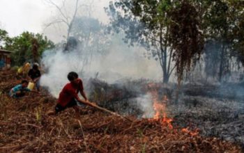 Kemenhut Sanksi 6 Perusahaan Akibat Kebakaran 1.511 Hektare Lahan Kalimantan