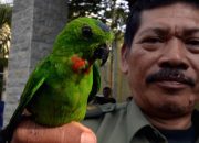 Petugas BKSDA Jambi memeriksa kotak berisi burung selundupan yang diamankan dalam operasi di Muaro Jambi.
