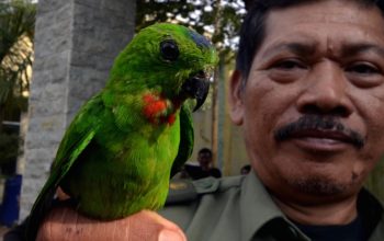 BKSDA Jambi Gagalkan Penyelundupan Burung Dilindungi Tanpa Dokumen Resmi