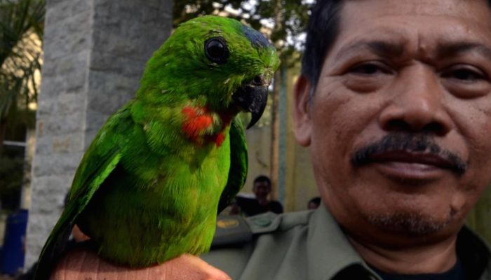 BKSDA Jambi Gagalkan Penyelundupan Burung Dilindungi Tanpa Dokumen Resmi