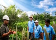Sinar Mas Agribusiness and Food mendampingi KUD Sadar Sejahtera dalam program Peremajaan Sawit Rakyat di Musi Rawas.