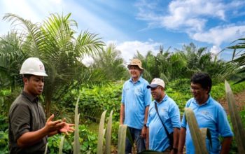Sinar Mas Dampingi Peremajaan 1.797 Hektare Kebun Sawit Musi Rawas