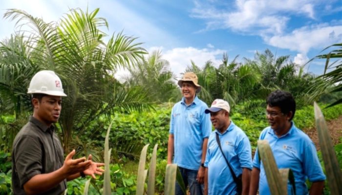 Sinar Mas Dampingi Peremajaan 1.797 Hektare Kebun Sawit Musi Rawas