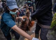 Seekor orangutan di habitat hutan Kalimantan yang terdampak kabut asap akibat kebakaran lahan.