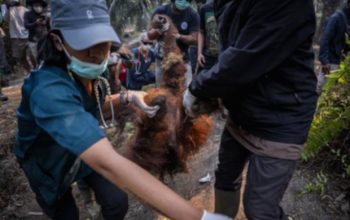 17 Ribu Titik Panas Ancam Habitat Orangutan Borneo dan Ekosistem