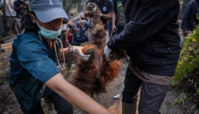 17 Ribu Titik Panas Ancam Habitat Orangutan Borneo dan Ekosistem