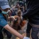 Seekor orangutan di habitat hutan Kalimantan yang terdampak kabut asap akibat kebakaran lahan.