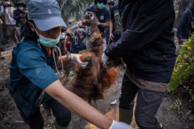 Seekor orangutan di habitat hutan Kalimantan yang terdampak kabut asap akibat kebakaran lahan.